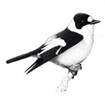 Belgisch Avifaunistisch Homologatiecomité Belgisch Avifaunistisch Homologatiecomité